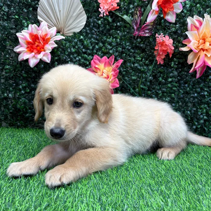 Male Golden Retriever puppy named Sunny for sale at Puppy Dreams - Wichita West.