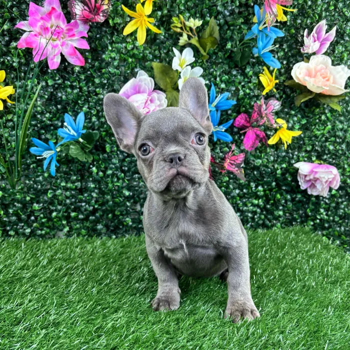 Female French Bulldog puppy named Macaron for sale at Puppy Dreams - Wichita West.