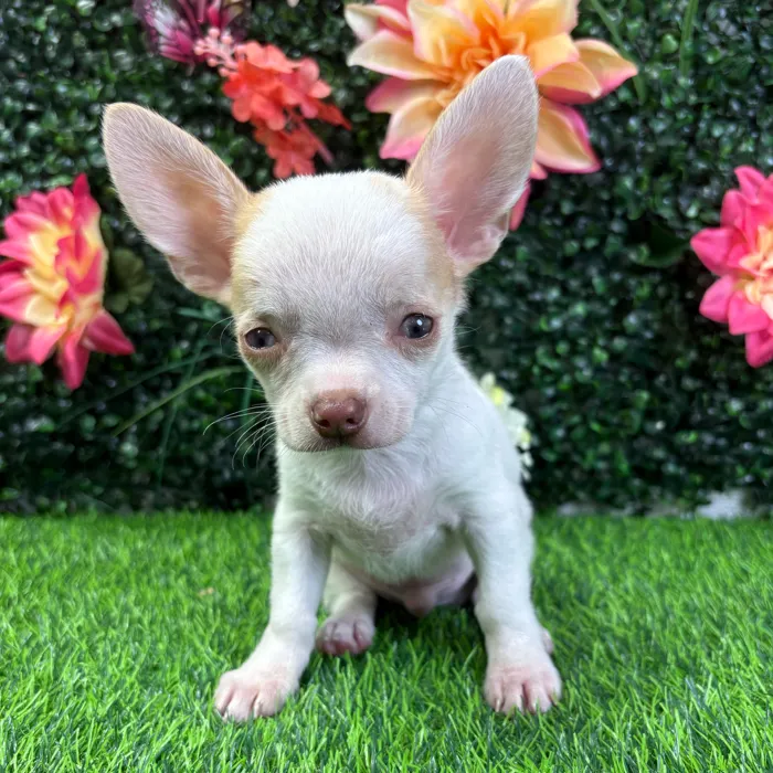 Male Chihuahua puppy named Mango for sale at Puppy Dreams - Wichita West.