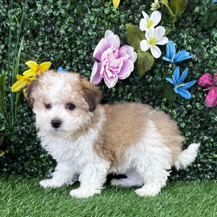Female Bichon-Poodle puppy named Ella for sale at Puppy Dreams - Junction City.