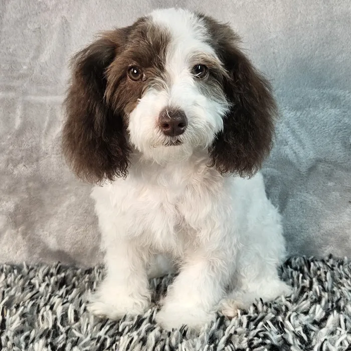 Female Mini Poodle puppy named Daisy for sale at Puppy Dreams - Junction City.