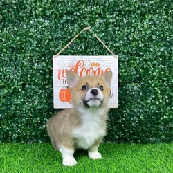 car_main_img_/media/ap_media/pets/JZAGFXGDHUQD148861.webp.250x250_q85.webp