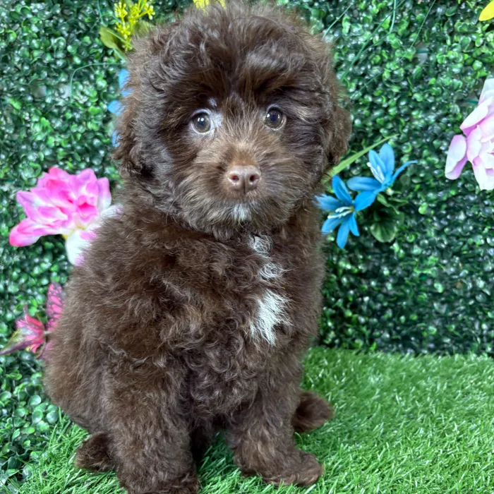 Male Pom-A-Poo puppy named Raisin for sale at Puppy Dreams - Wichita West.