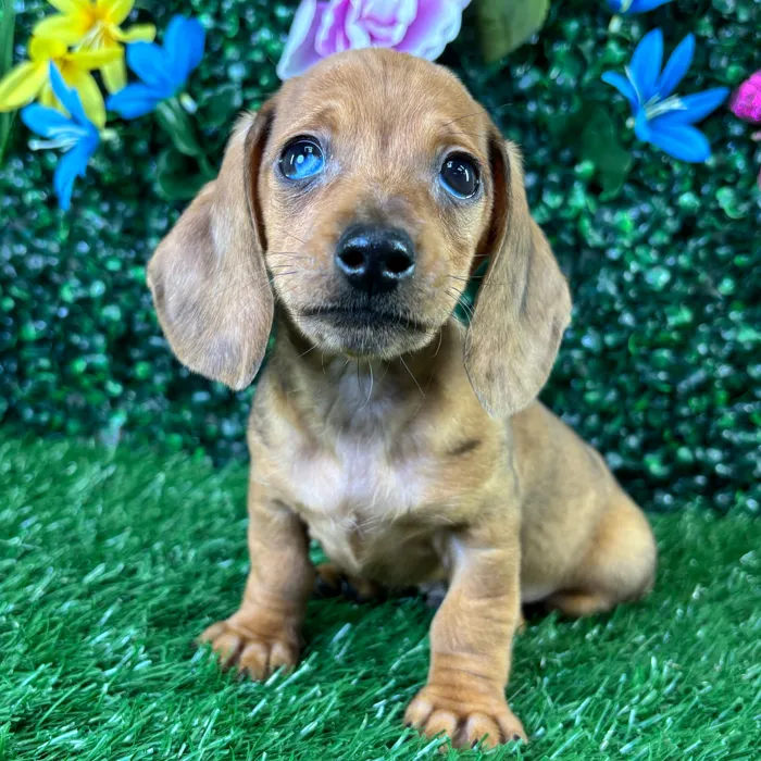 Male Dachshund puppy named Chalupa for sale at Puppy Dreams - Wichita West.