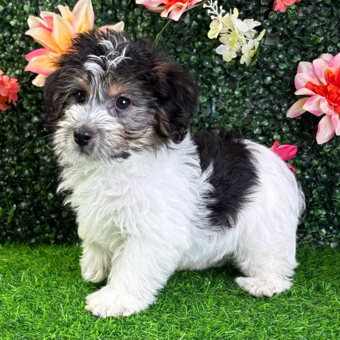 Male Yochon puppy named Mickey for sale at Puppy Dreams - Wichita West.