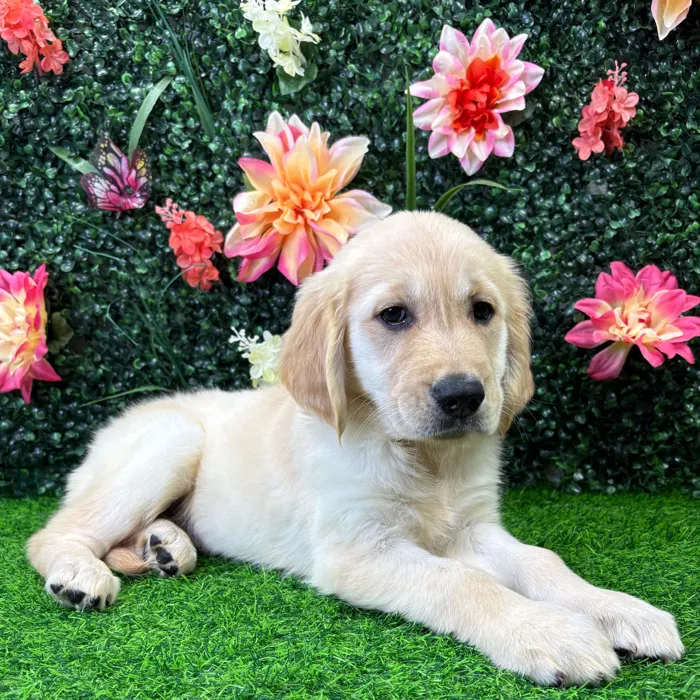 Female Golden Retriever puppy named Misty for sale at Puppy Dreams - Wichita West.