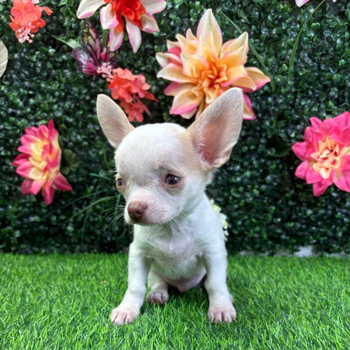 Male Chihuahua puppy named Mango for sale at Puppy Dreams - Wichita West.