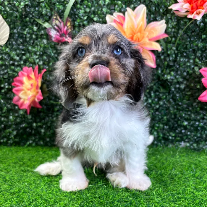 Male Cavapoo puppy named Coal for sale at Puppy Dreams - Junction City.