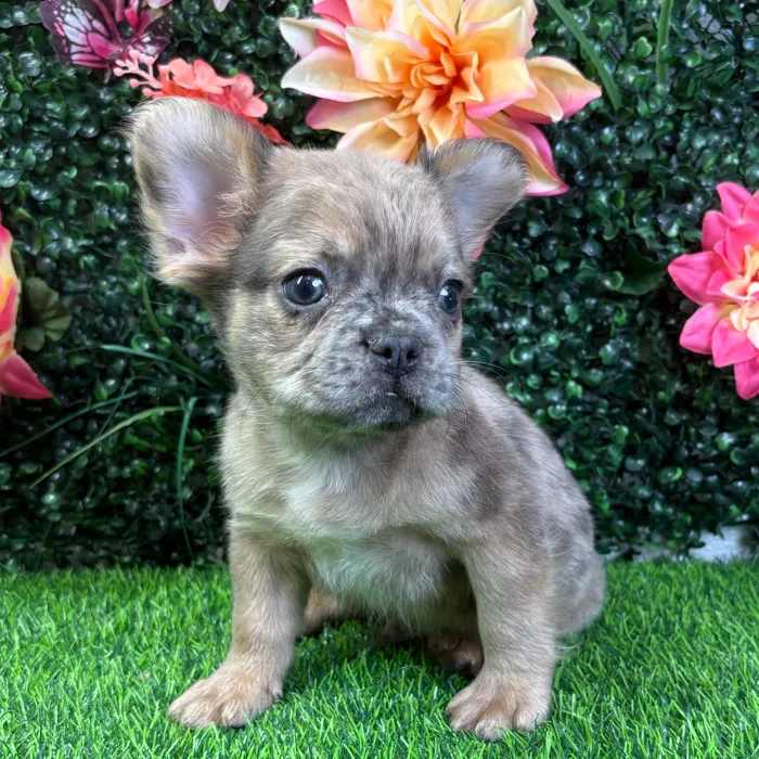 Male French Bulldog puppy named Cashew for sale at Puppy Dreams - Wichita West.