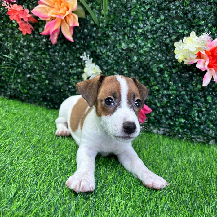 Male Jack Russell Terrier puppy named Otto for sale at Puppy Dreams - Wichita West.