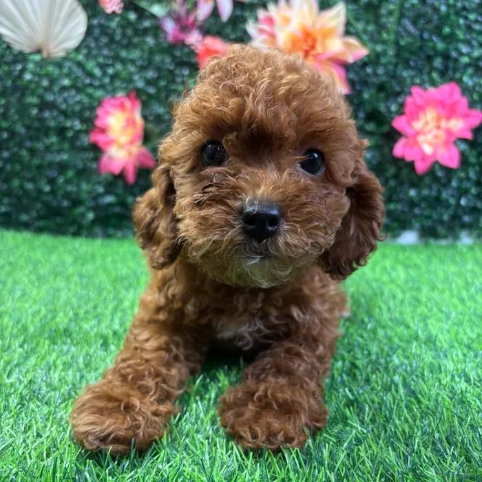 Female Cavapoo puppy named Layla for sale at Puppy Dreams - Junction City.