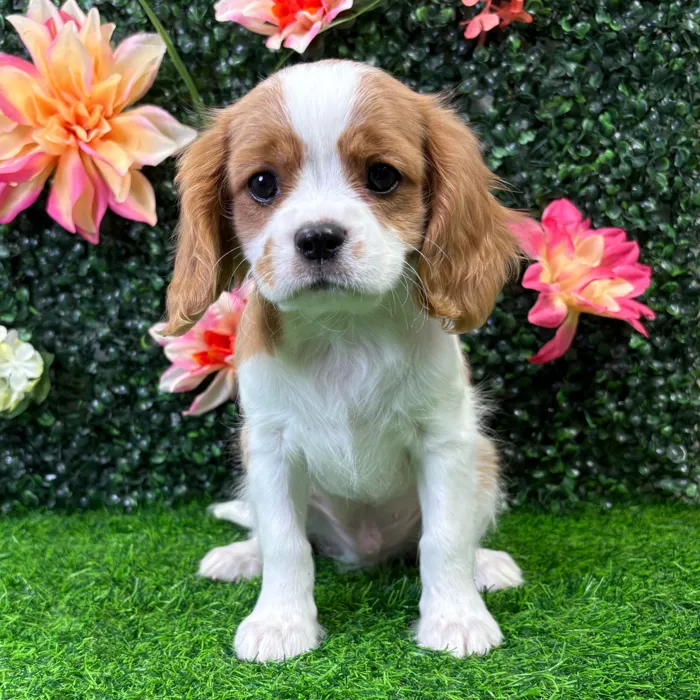 Male Cavalier King Charles Spaniel puppy named Ricky for sale at Puppy Dreams - Wichita West.