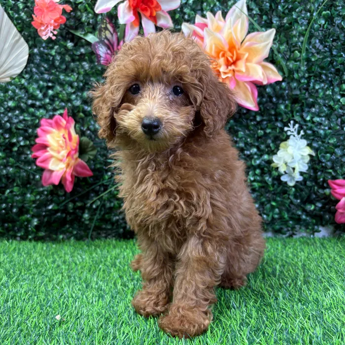 Female Mini Poodle puppy named Raine for sale at Puppy Dreams - Wichita West.