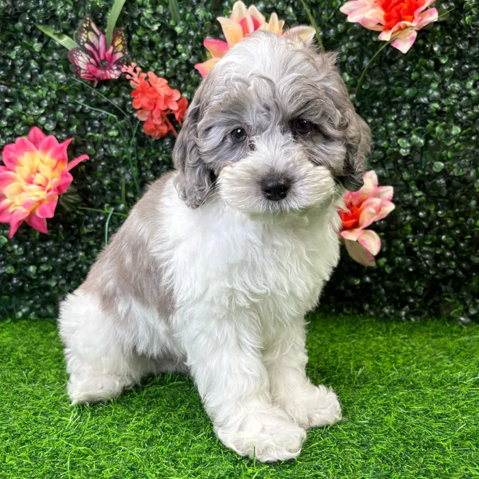 Male Cockapoo puppy named Ollie for sale at Puppy Dreams - Junction City.