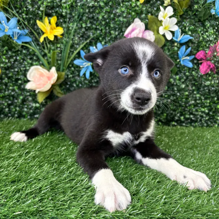 Female Alaskan Klee Kai puppy named Selina for sale at Puppy Dreams - Junction City.