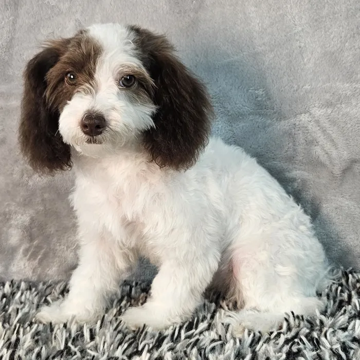 Female Mini Poodle puppy named Daisy for sale at Puppy Dreams - Junction City.