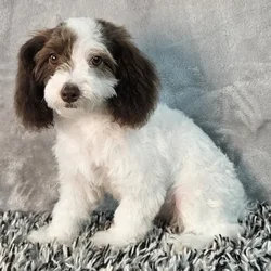 Female Mini Poodle puppy named Daisy for sale at Puppy Dreams - Junction City.