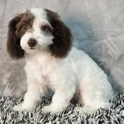 Female Mini Poodle puppy named Daisy for sale at Puppy Dreams - Junction City.