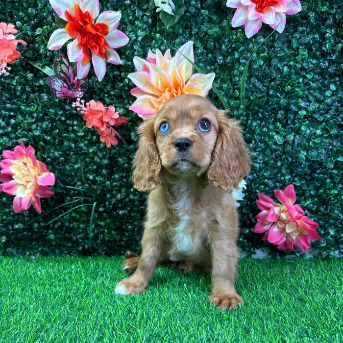 Female Cavalier King Charles Spaniel puppy named Lady for sale at Puppy Dreams - Wichita West.