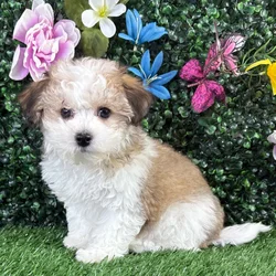 Female Bichon-Poodle puppy named Ella for sale at Puppy Dreams - Junction City.