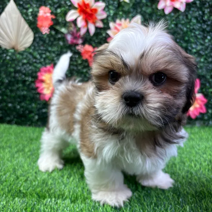 Male Shih Tzu puppy named Chewie for sale at Puppy Dreams - Wichita West.