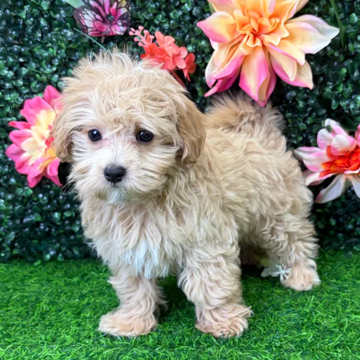 Female Maltipoo puppy named Goldie for sale at Puppy Dreams - Wichita West.