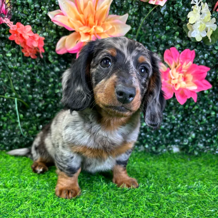Male Dachshund puppy named Midnight for sale at Puppy Dreams - Wichita West.