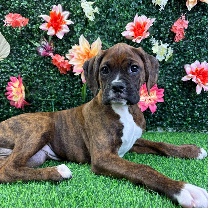 Female Boxer puppy named Quinn for sale at Puppy Dreams - Wichita West.