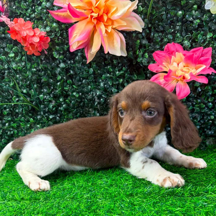 Male Dachshund puppy named Skeeter for sale at Puppy Dreams - Junction City.