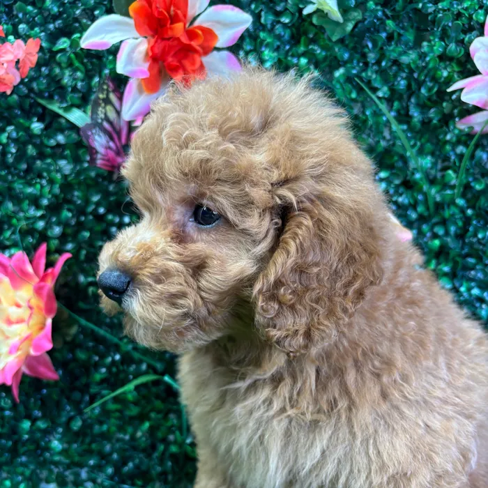 Male Mini Goldendoodle puppy named Max for sale at Puppy Dreams - Wichita West.