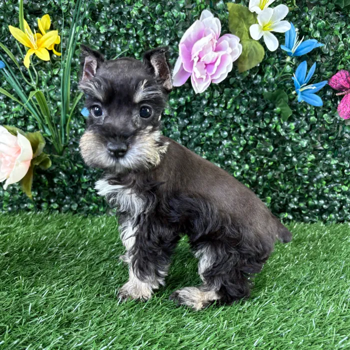 Female Mini Schnauzer puppy named Egg Roll for sale at Puppy Dreams - Wichita West.