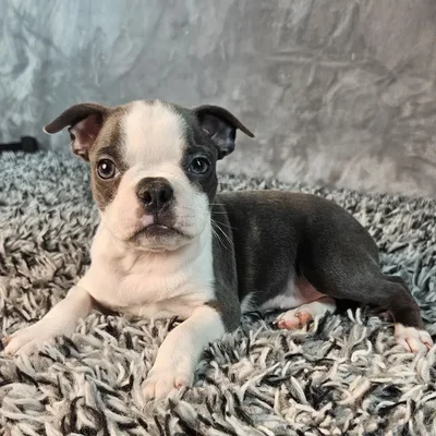 Female Boston Terrier puppy named Jazz for sale at Puppy Dreams - Junction City.