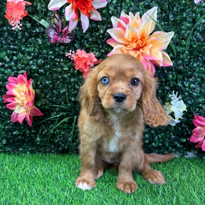 Female Cavalier King Charles Spaniel puppy named Lady for sale at Puppy Dreams - Wichita West.