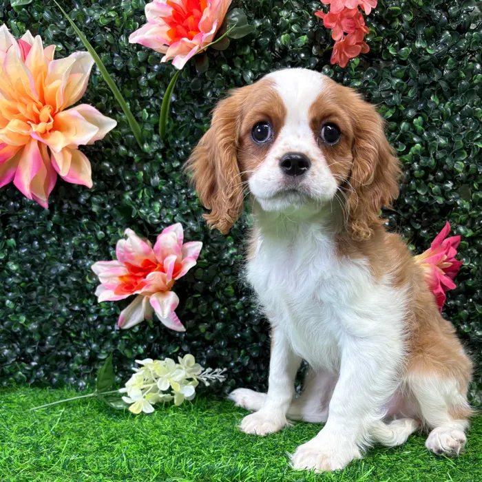 Male Cavalier King Charles Spaniel puppy for sale at Puppy Dreams - Wichita West.
