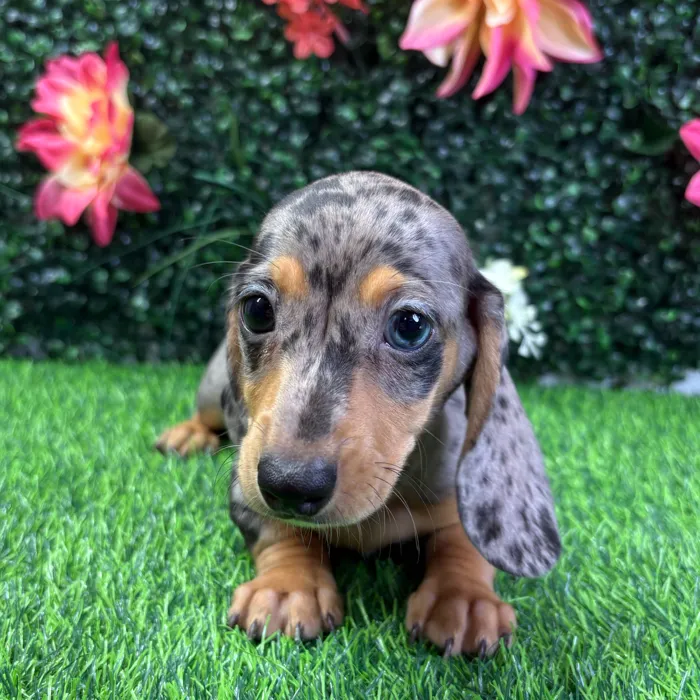 Female Dachshund puppy named Josie for sale at Puppy Dreams - Wichita West.