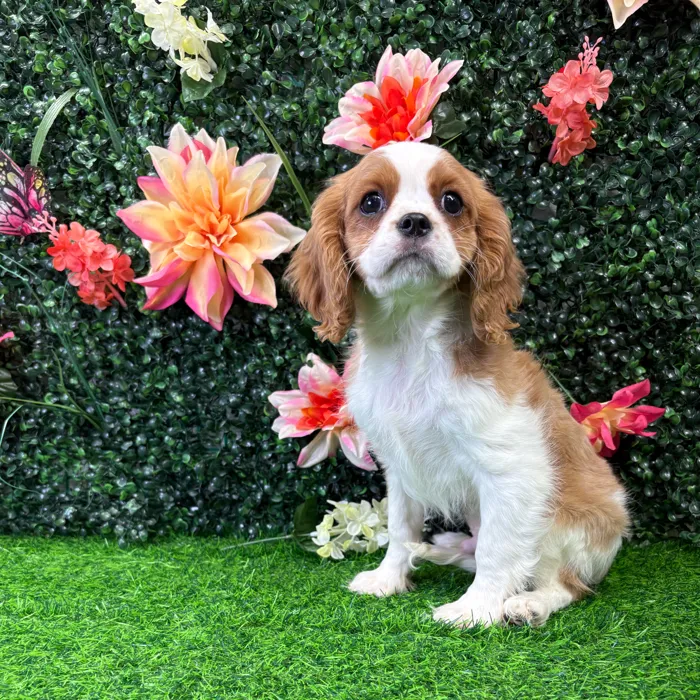 Male Cavalier King Charles Spaniel puppy for sale at Puppy Dreams - Wichita West.