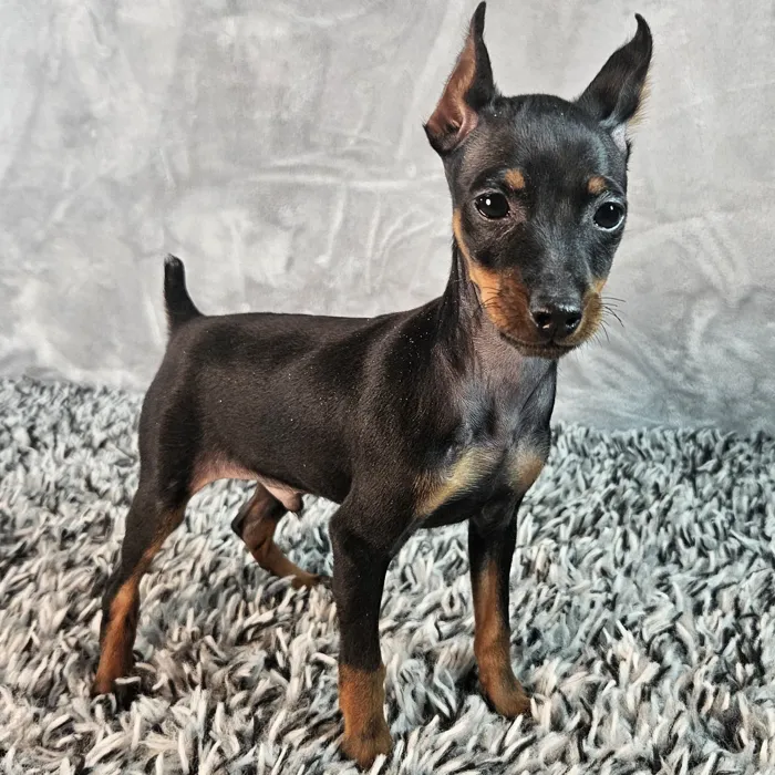 Male Mini Pinscher puppy named Rocco for sale at Puppy Dreams - Junction City.