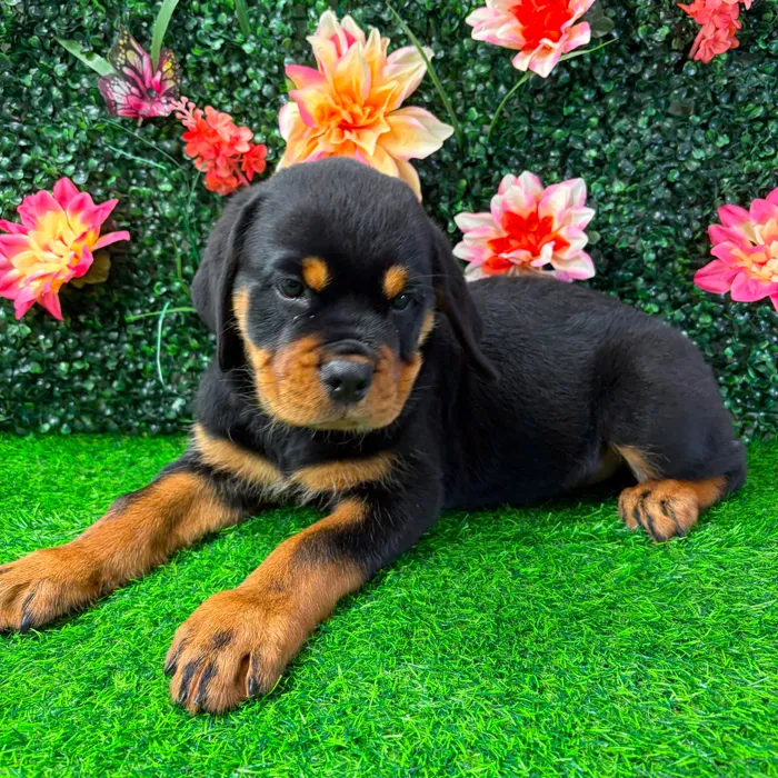 Female Rottweiler puppy named Lillith for sale at Puppy Dreams - Wichita West.