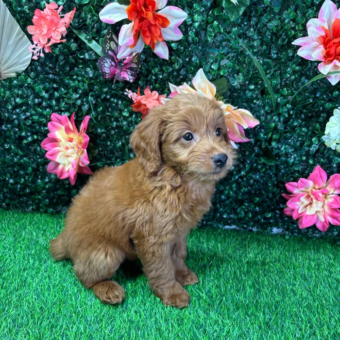 Female Mini Goldendoodle puppy named Ruby for sale at Puppy Dreams - Wichita West.