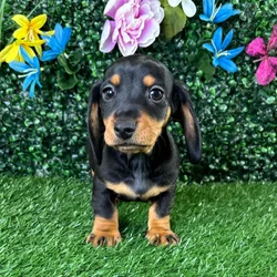 Male Dachshund puppy named Quesadilla for sale at Puppy Dreams - Wichita West.