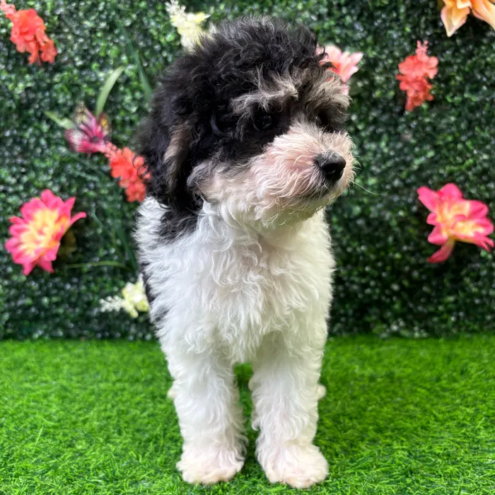 Male Maltipoo puppy named Oreo for sale at Puppy Dreams - Wichita West.