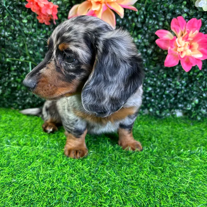 Male Dachshund puppy named Midnight for sale at Puppy Dreams - Wichita West.