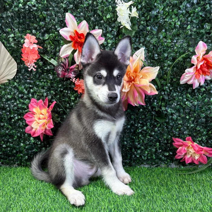 Male Alaskan Klee Kai puppy named Echo for sale at Puppy Dreams - Wichita West.