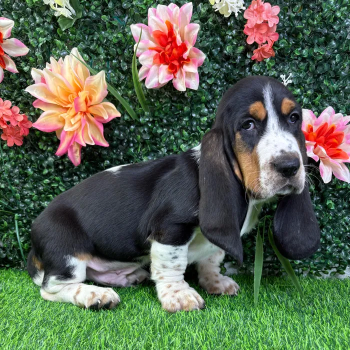 Male Basset Hound puppy named Rocky for sale at Puppy Dreams - Wichita West.