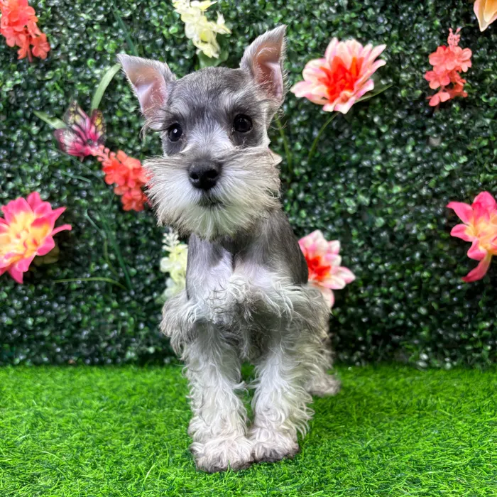 Female Mini Schnauzer puppy named Carly for sale at Puppy Dreams - Junction City.
