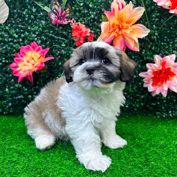 Male Teddy Bear puppy named Theo for sale at Puppy Dreams - Wichita West.