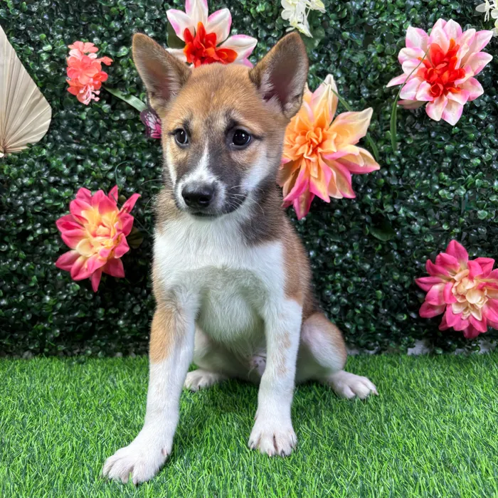 Male Shiba Inu puppy named Yoshi for sale at Puppy Dreams - Wichita West.