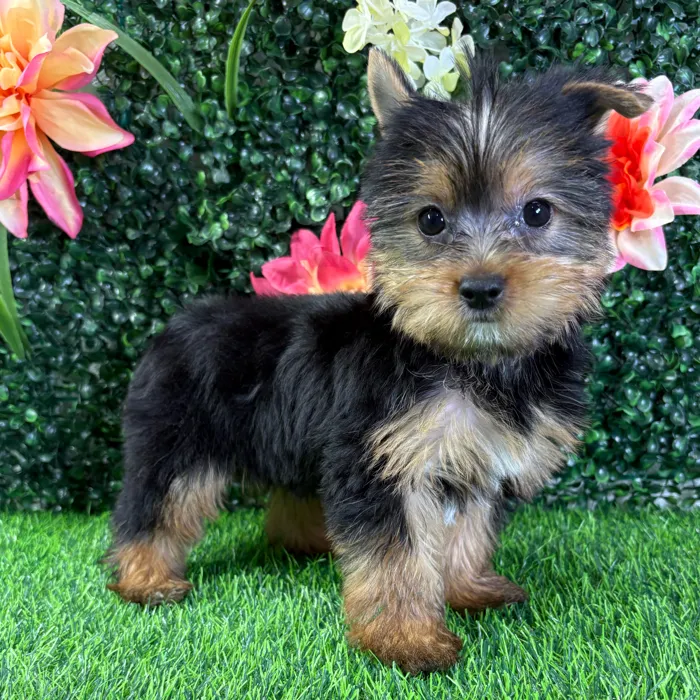 Female Yorkie puppy named Vera for sale at Puppy Dreams - Wichita West.