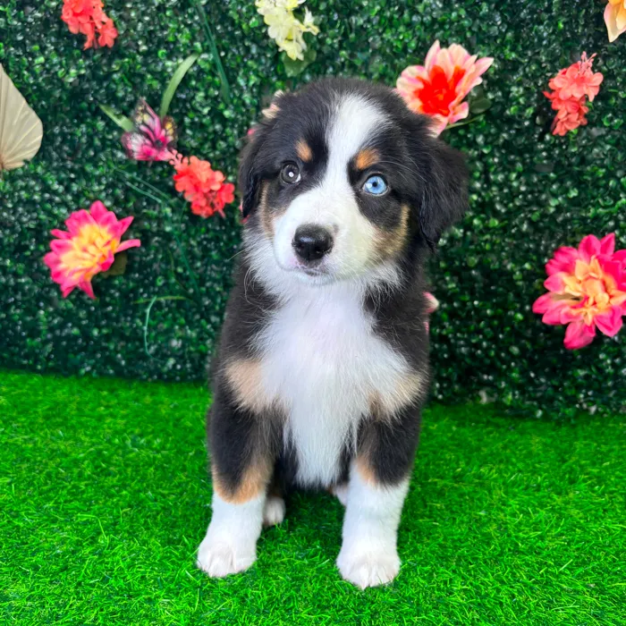 Female Mini Aussie puppy named Luna for sale at Puppy Dreams - Wichita West.