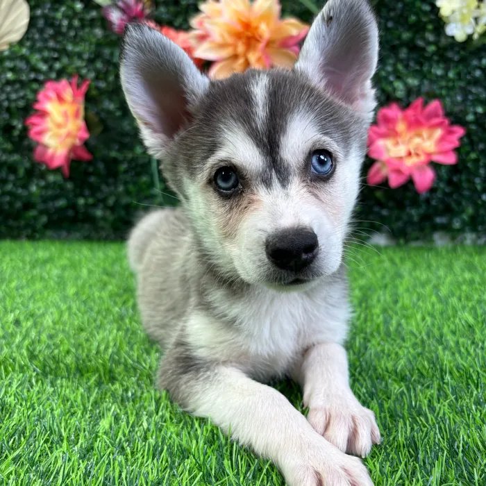 Female Alaskan Klee Kai puppy named Ash for sale at Puppy Dreams - Wichita West.